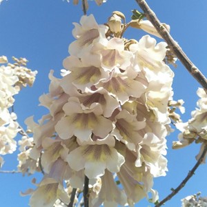 گل پالونیا عسل دارویی پالونیا  شکوفه های پالونیا دمنوش پالونیا 